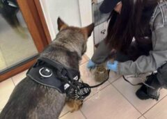 Acțiune Diicot Maramureș și Poliția De Frontieră Sighet: Tânăr Prins în Flagrant Cu Droguri De Mare Risc, Trei Persoane Arestate