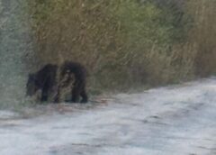 Alertă Ro Alert în Spineni, Olt: Urs Semnalat în Localitate