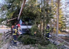 Arbore Căzut Peste O Autoutilitară în Localitatea Panaci – Intervenție Promptă A Pompierilor Din Vatra Dornei