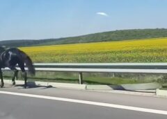 Cai Lăsați Liberi Pe Drumul Expres 12, în Olt