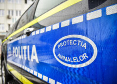 Câine Rănit, Salvat De Polițiști în Valea Vișeului