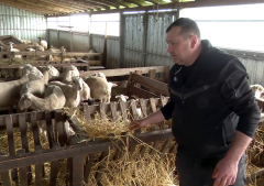 Ciobanii Dispar, Munca Rămâne