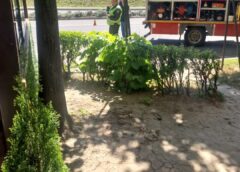 Copac Doborât De Vânt Pe Bulevardul Transilvania Din Satu Mare