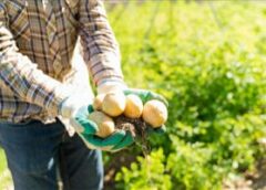 Cum Crești Producția La Cartofi Folosind Material Săditor De Calitate