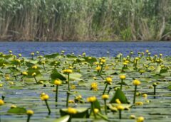 Delta Dunării – Natură Sălbatică, Relaxare și Siguranță Pentru Turiști