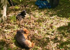 Final Fericit! Bătrâna De 94 De Ani, Dispărută De Două Zile, Găsită în Viață într O Pădure Din Concești, Alături De Câinii Săi – Foto&video