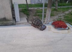 Grenadă Din Al Doilea Război Mondial, Descoperită Pe Bulevardul Siderurgiştilor Din Galaţi Foto