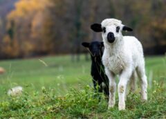 Înainte De Paște, Fermierii Giurgiuveni își Pot Sacrifica Mieii Destinați Comercializării, în Cele Două Abatoare Autorizate din Județ