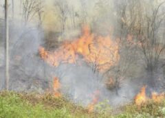 Incendiu De Vegetație Uscată în Mogoșești