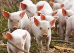 Ministrul Florin Barbu Participă La Inaugurarea Unei Ferme Moderne De Reproducție Suină, La Băsești