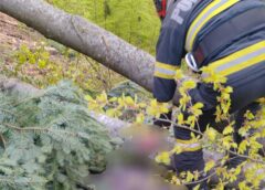 Neamţ: Un Bărbat De 45 De Ani A Murit După Ce Un Copac Dintr O Pădure Din Comuna Alexandru Cel Bun A Căzut Peste El Foto