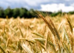 Paradoxul Agriculturii Românești: Record De Producție în 2025 și De Insolvențe în 2026