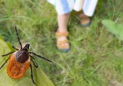 Plimbările în Natură Pot Deveni Periculoase