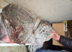 Polițiștii Au Capturat 133 Kg Pește Pescuit Electric Depozitat în Condiții Necorespunzătoare…