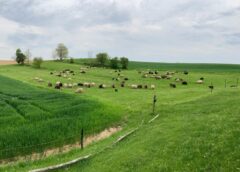 Primăria Lugoj Scoate La închiriere Peste 600 De Hectare De Pășuni Pentru Crescătorii De Animale