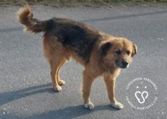 Program Gratuit De Sterilizare A Câinilor Cu Stăpân, La Miercurea Ciuc