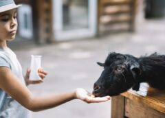 Românii Uită Grădinile Zoologice Ale Comunismului