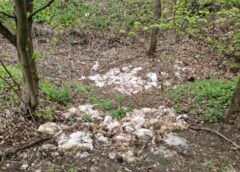 Scenă șocantă în Vaslui: Peste 320 De Pui Morți De Găină, Găsiți Aruncați într O Pădure