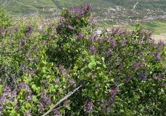 Spectacol De Primăvară La „dealul Cu Lilieci” Din Cernătești