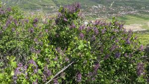 Spectacol De Primăvară La „dealul Cu Lilieci” Din Cernătești