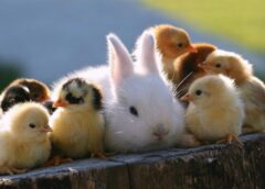 Târg De Animale Organizat La Ocna Șugatag, în Joia Mare