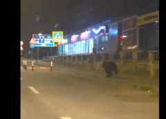 Urs Semnalat Noaptea Trecută în Municipiul Toplița