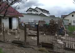 Vacanță De Paște Printre Animale, Tot Mai Căutată De Orășeni