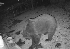 Video Disperare La Dealu Sării