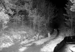 Video Haită De Lupi, Alungată De Un Câine Curajos, într O Copmună De La Granița Cu Județul Buzău