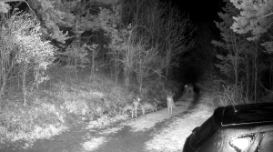 Video Haită De Lupi, Alungată De Un Câine Curajos, într O Copmună De La Granița Cu Județul Buzău