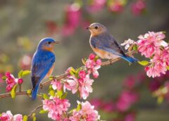 Vreme Mai Caldă Decât Normalul Perioadei, Dar Cu Ploi Izolate La Munte