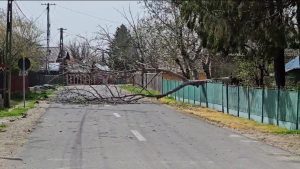 Copac Rupt Vant Vijelie