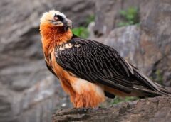 Zăganul, Vulturul Bărbos Dispărut Din Carpați