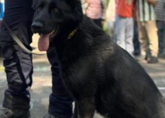 Activități De Educație Rutieră Desfășurate De Polițiști în Rândul Preșcolarilor – Foto