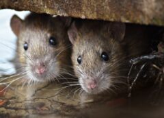 Alertă Hantavirus După Decesele De Pe Nava Mv Hondius: Simptomele Cheie și Perioada De Incubație, Anunțate De Experți