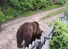 Alertă în Buzău După înmulțirea Atacurilor Urșilor