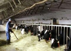 Apia A Plătit Peste 15,6 Milioane De Lei Pentru Sprijinirea Crescătorilor De Animale