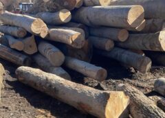 Aproape 30 De Metri Cubi De Material Lemnos, Confiscați De Polițiștii Harghiteni în Urma Unui Control