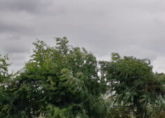 Cod Galben De Vânt Puternic în Suceava Cu Rafale De Până La 70 Km/h