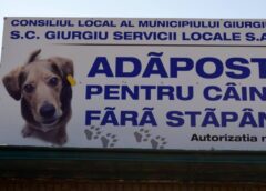 Cum Ajung Câinii Din Adăpost, „produse De Export” Vândute Pe Bani Mulți De Către „așa Zișii Iubitori De Animale”