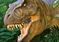 Descoperire Uluitoare Despre Cel Mai Mare T Rex Găsit Vreodată