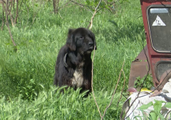 Dosar Penal Pentru Ucidere Din Culpă, După Moartea Unui Copil De 4 Ani Atacat De Câine