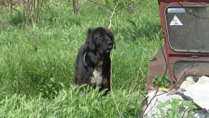 Dosar Penal Pentru Ucidere Din Culpă, După Moartea Unui Copil De 4 Ani Atacat De Câine