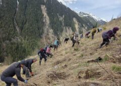Fundația Conservation Carpathia Continuă Lucrările De împădurire în Argeș