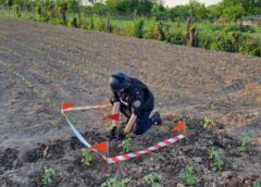 Grenade Din Timpul Conflictelor Armate, Descoperite Pe Un Câmp și într O Grădină Din Botoșani – Foto