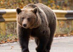 „ia Lopata, Dă I în Cap!” Un Urs Care S A Apropiat De Gospodării A Fost Fugărit De Localnici, în Călimănești
