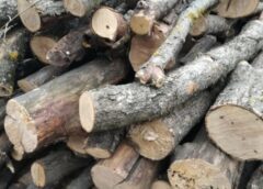 Lemn Sustras Din Fond Forestier, Recuperat De Polițiștii Din Mugeni