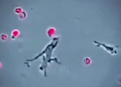 O Misiune ştiinţifică Va Fi Organizată La Ushuaia Săptămâna Viitoare Pentru A Afla Originea Contaminării Cu Hantavirus