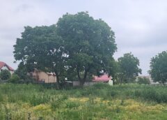 Primăria Moravița Anunță Controale și Amenzi Pentru Localnicii Care Nu își întrețin Terenurile