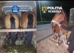 Prinși în Flagrant în Timp Ce Furau Cai